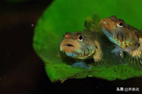 魚打架|魚類為什麼會打架，理清楚它們背後的故事，可減少魚。